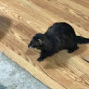 Meet your Posher, Rachel